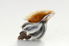 Trophon geversianus geversianus lamellosa 5-2024 0590